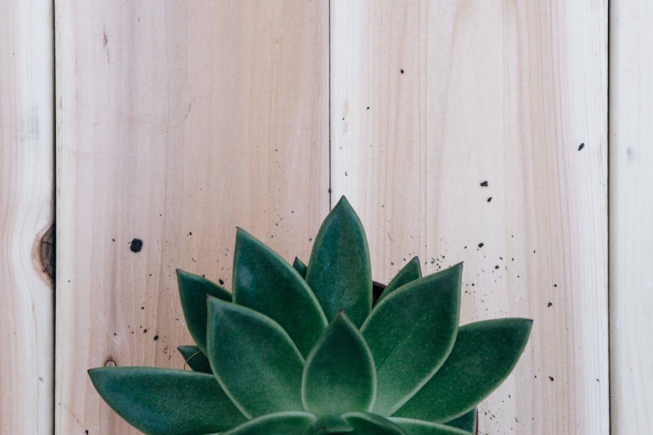 A close-up of a green succulent plant with a wooden background, showcasing natural textures.
