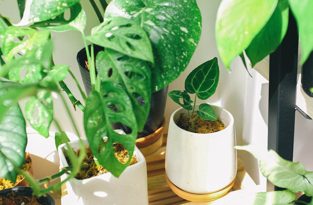 Vibrant potted plants thriving indoors with sunlight. Ideal for decor and plant enthusiasts.