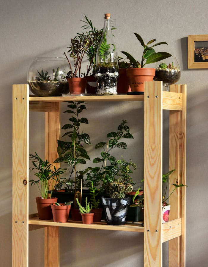 A variety of potted houseplants displayed on a wooden shelf indoors, offering vibrant greenery.