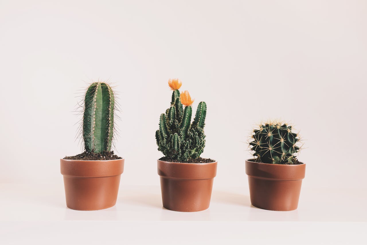 Three different potted cacti on a white background showcasing minimalist interior decor.